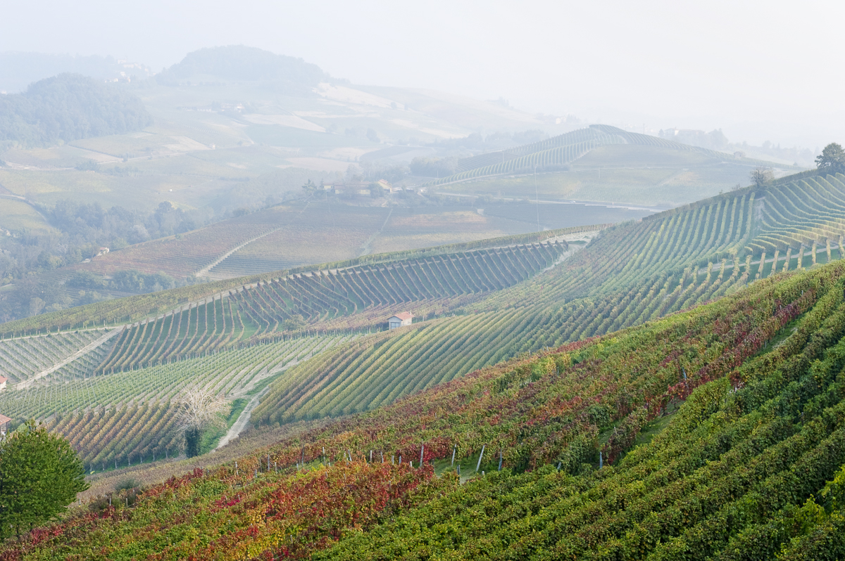 Weinbaugebiet Barolo, Italien.